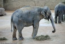 Asiatischer Elefant (3 von 21).jpg
